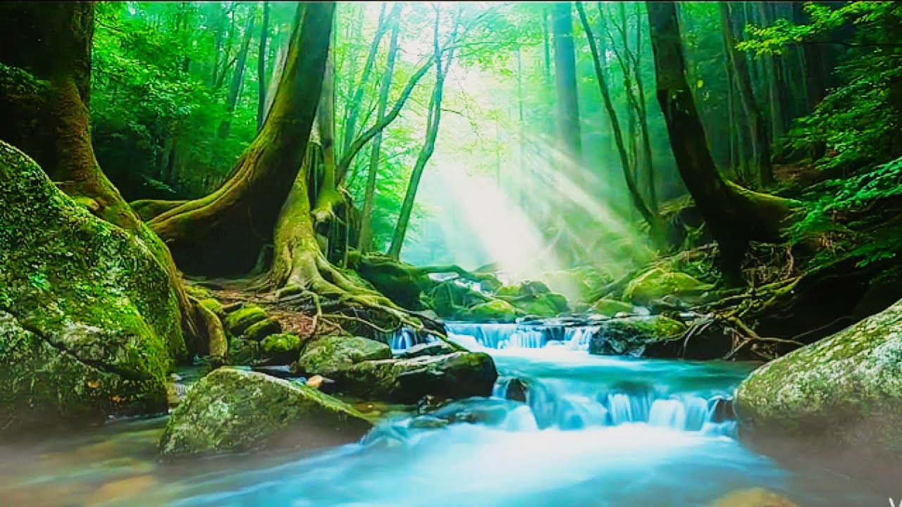 Relaxing Nature Sounds for Sleep, Forest Sounds, Beautiful Birds Singing,Relax, Study, Meditate 