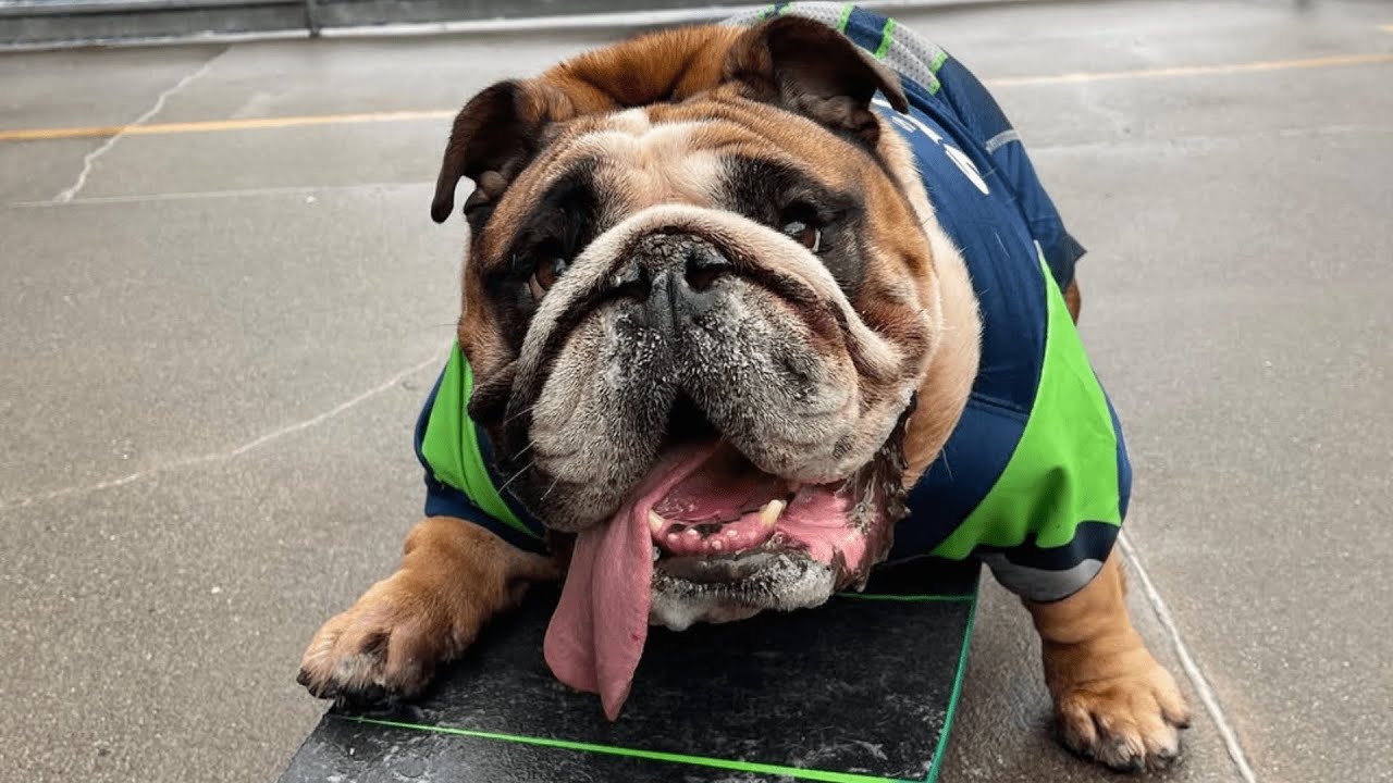 The Skateboarding Bulldog Who Inspired Everyone Around Him