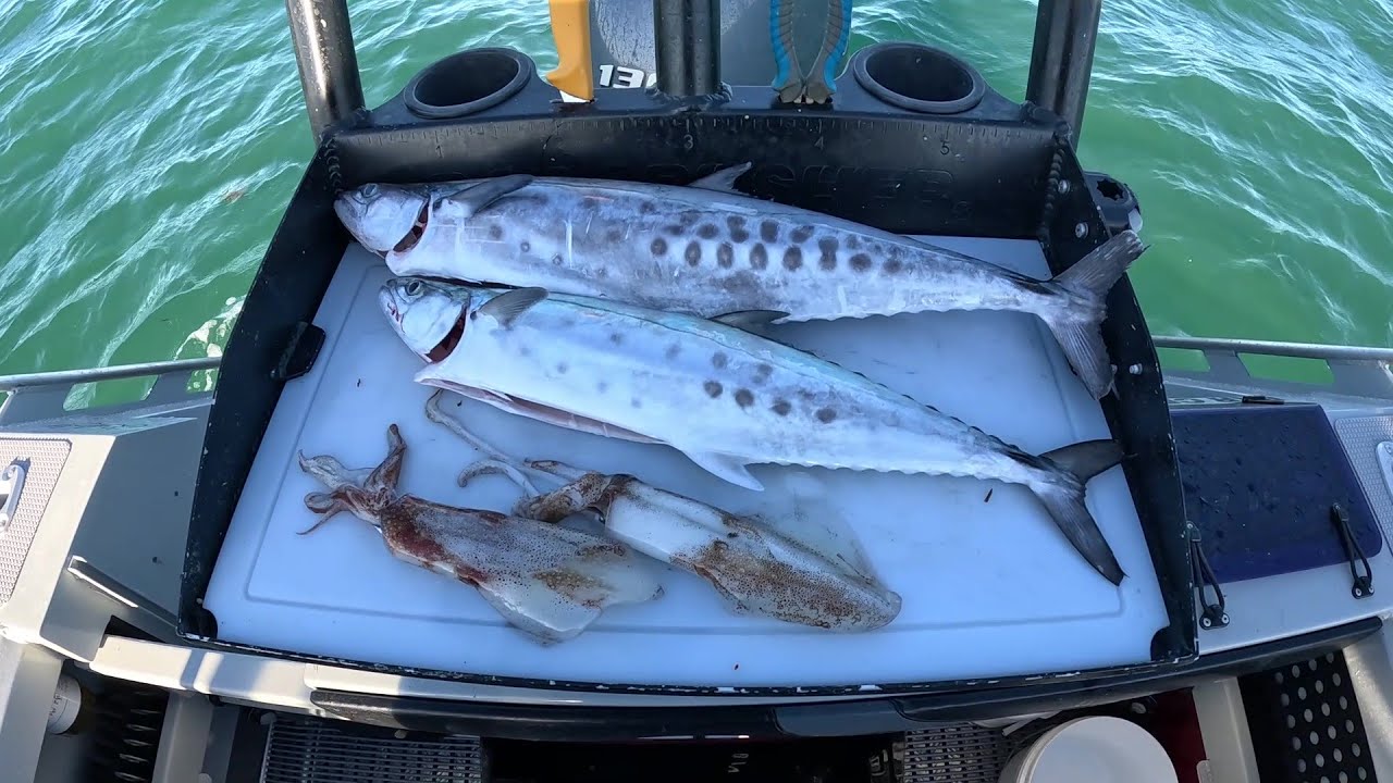 Moreton Bay School Mackerel and Squid, Sept 2025