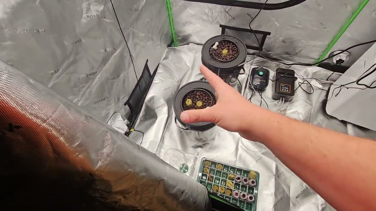 Tips for DWC Hydroponic Cannabis Autoflower Grows!