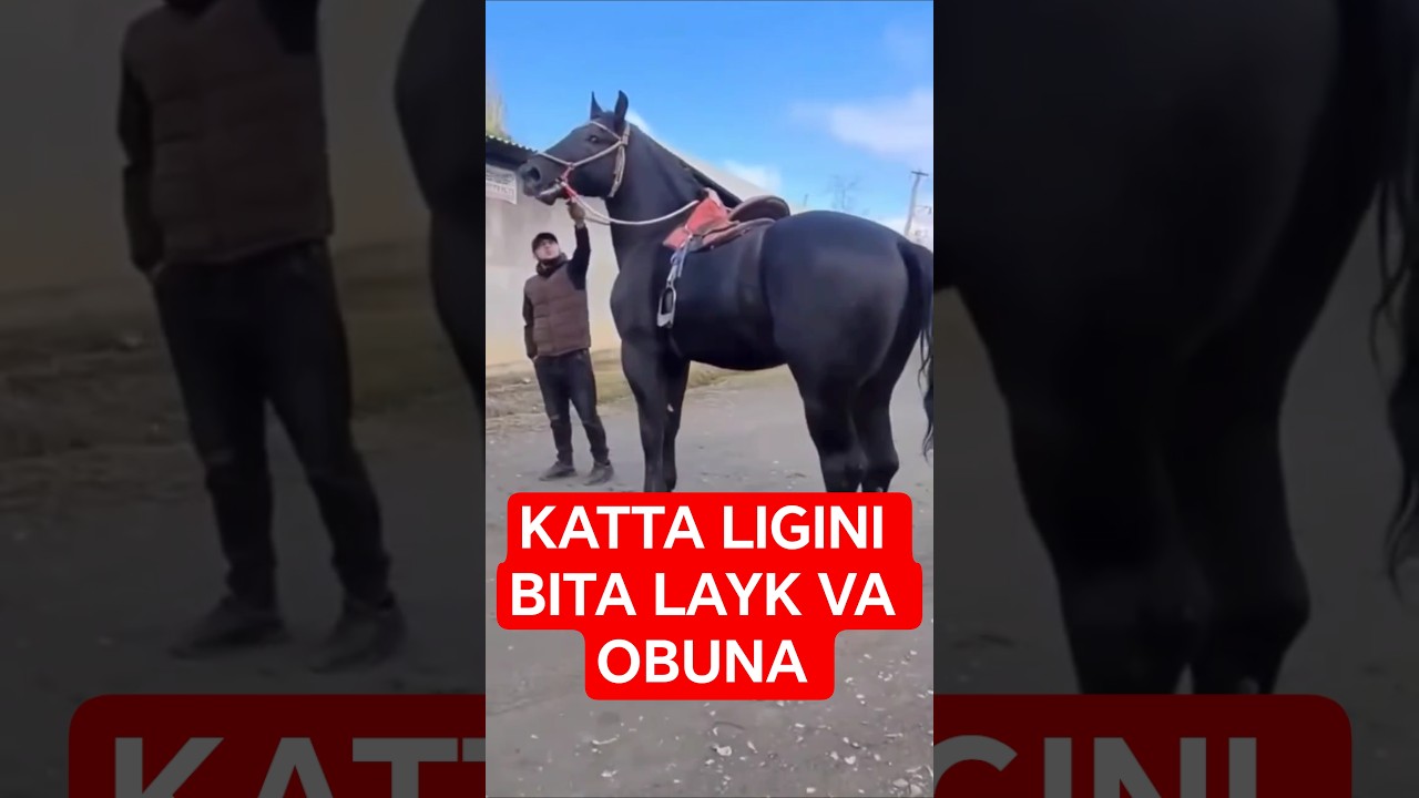 #horse #qashqirlarmakonipistirma ##rek #shortsfeed #rekkkkkk #respecta #animals #sansansehorhorse