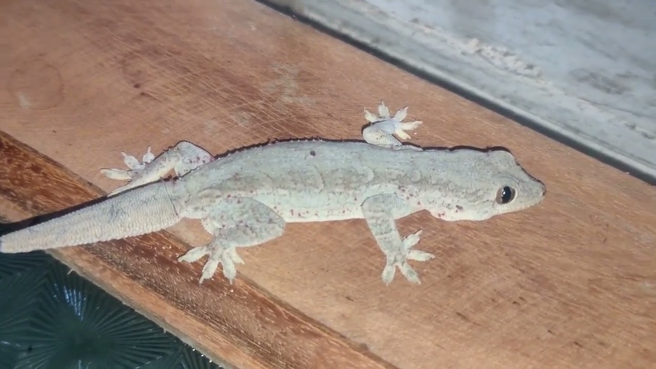 Sonido de lagartija casera, reptil, lizard; salamanquesa. Home lizard sound