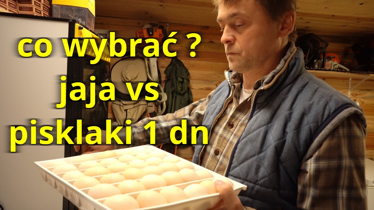When to Start Pasture-Based Chicken Season? What's Better: Eggs vs. Day-Old Chicks, and Surprise!