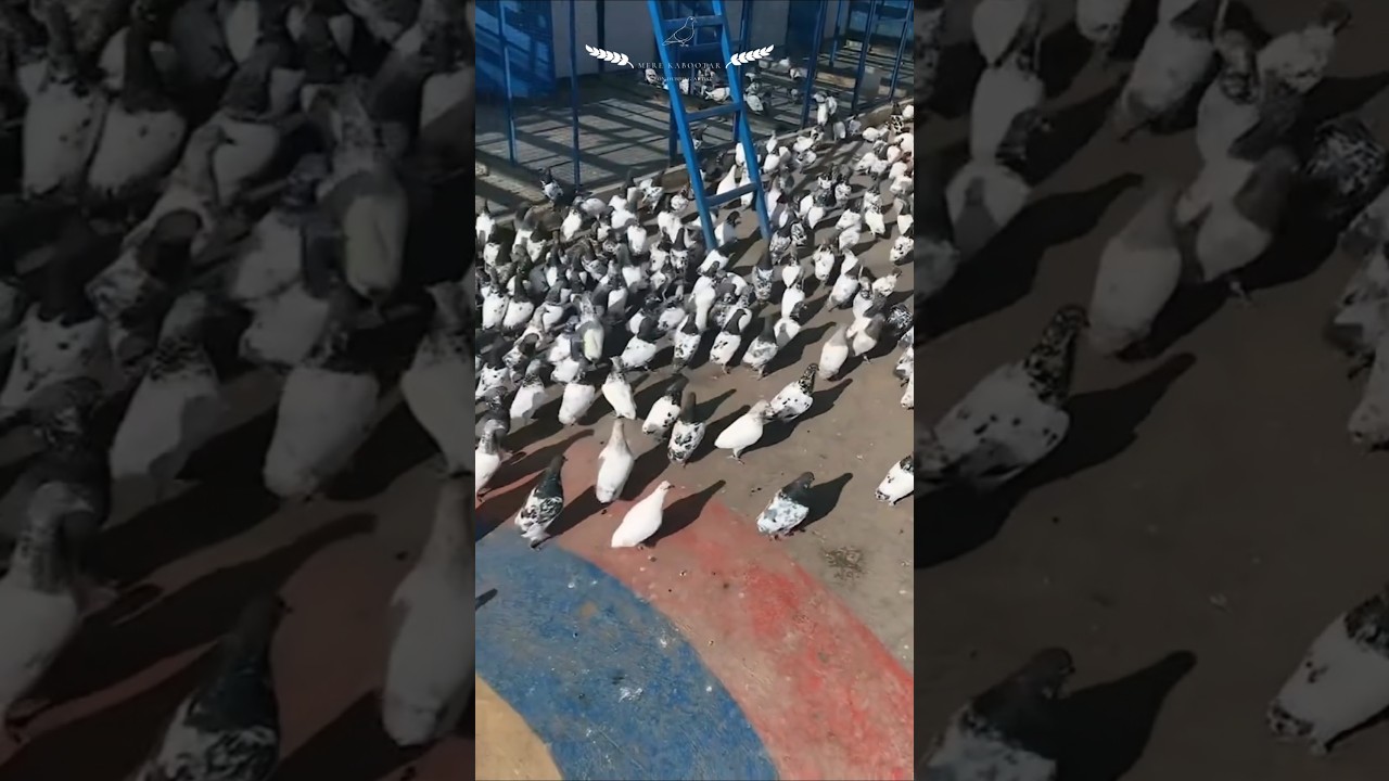 Tell me how many pigeons are ready for summer