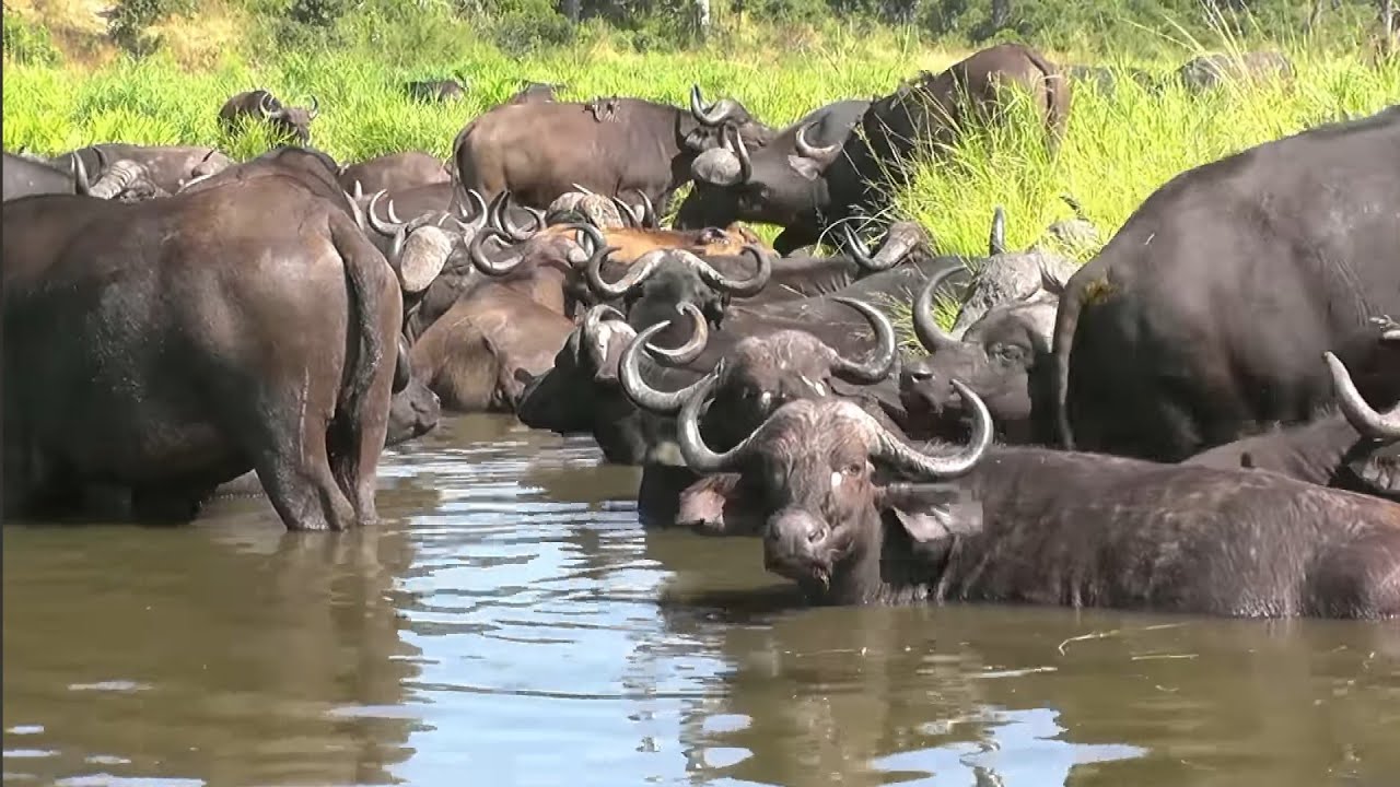 🔴 फाइनली दोस्तों हम निकल गए हमारी भैंसों को लेकर चराने के लिए 🥰