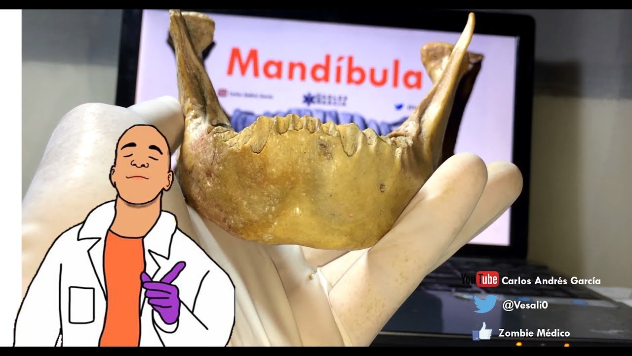 Anatomía - Práctica de Mandíbula (Cuerpo y Ramas, Inserciones Musculares)