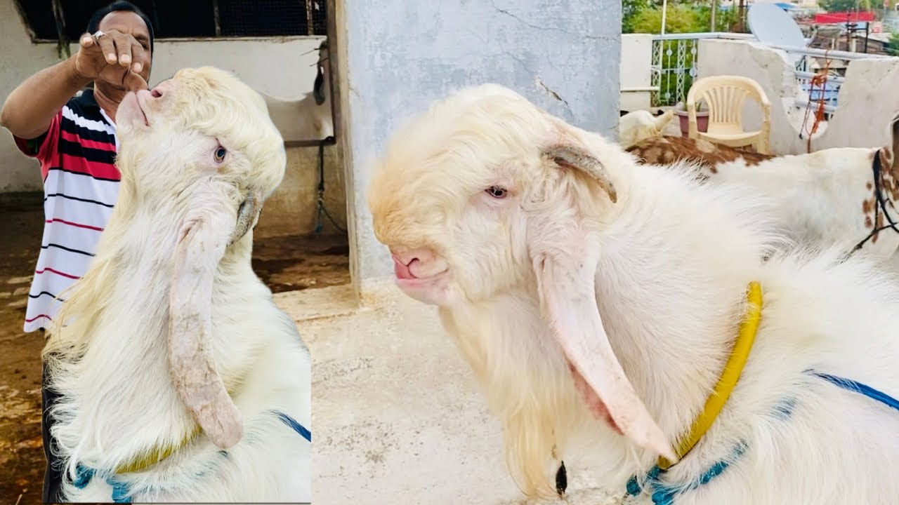 जमील अंसारी छिन्दवाड़ा Mini Chambal Hansa Ke Shokin