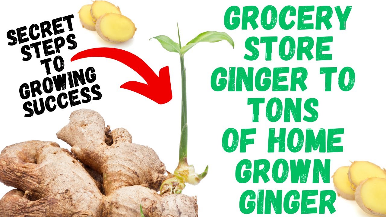 How To Grow Ginger From Grocery Store | Step By Step Process On How To Get Massive Harvest Faster