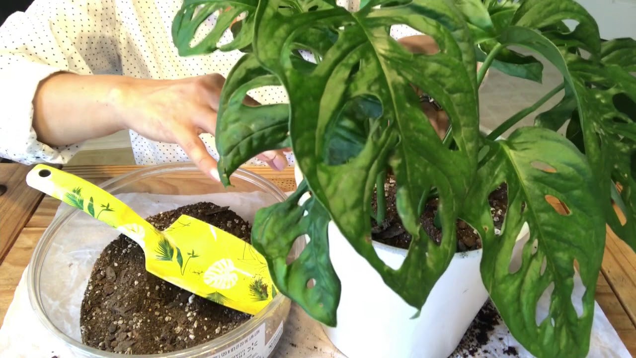 👩‍🌾cómo cuidar la planta MONSTERA ADANSONii corazón verde 💚