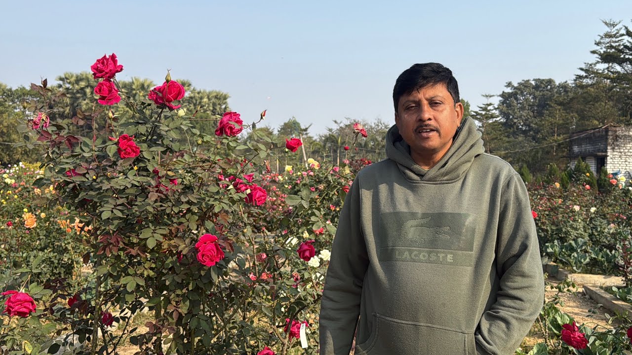 #roseflower