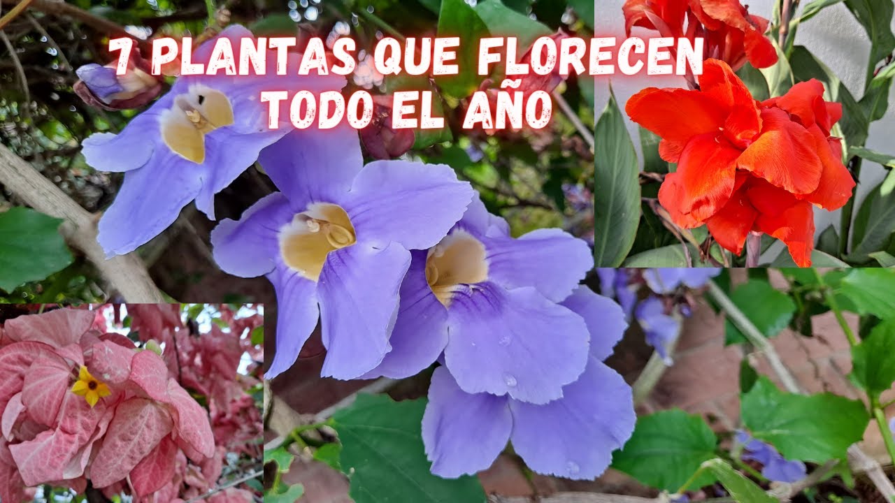7 PLANTAS que FLORECEN  todo el AÑO y NO Necesitan de Muchos CUIDADOS | plantas con flores |
