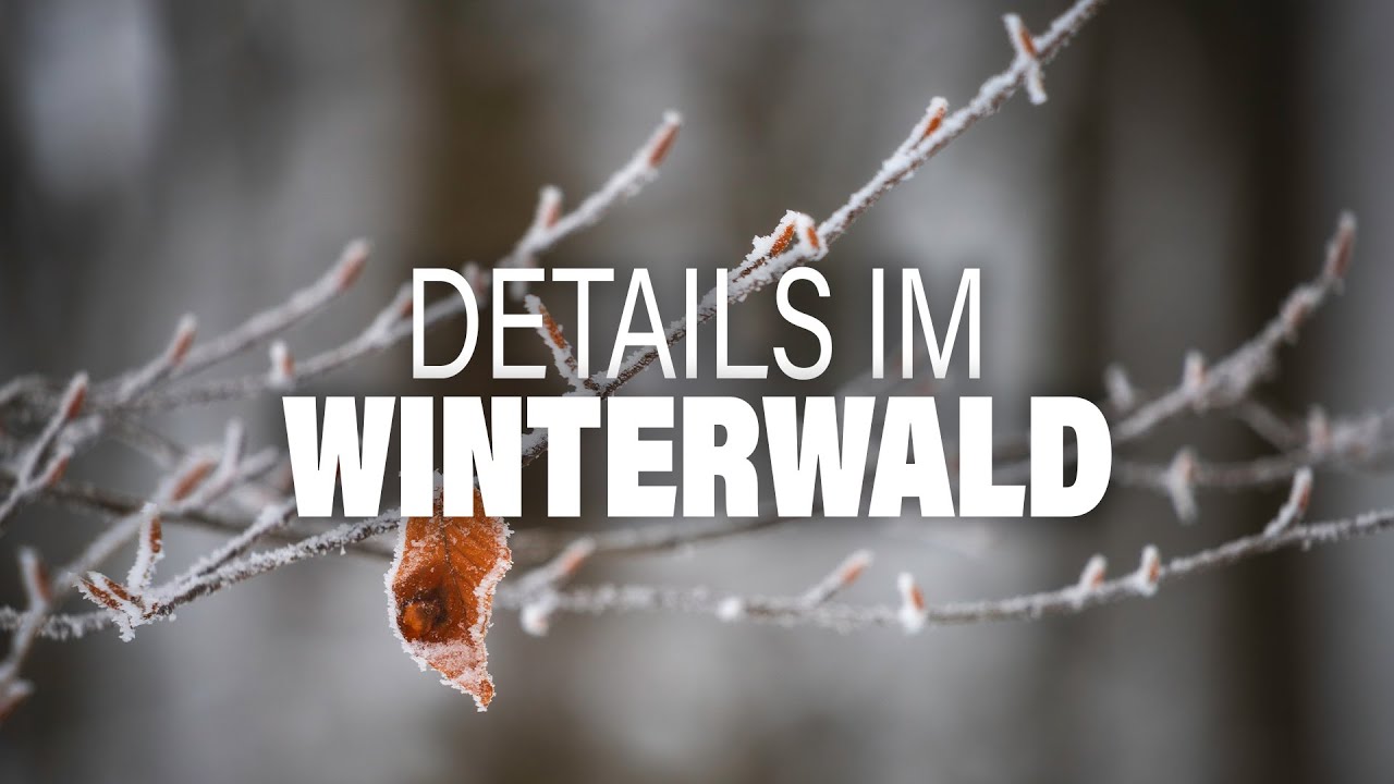 Auf Detailsuche im Winterwald | Landschaftsfotografie