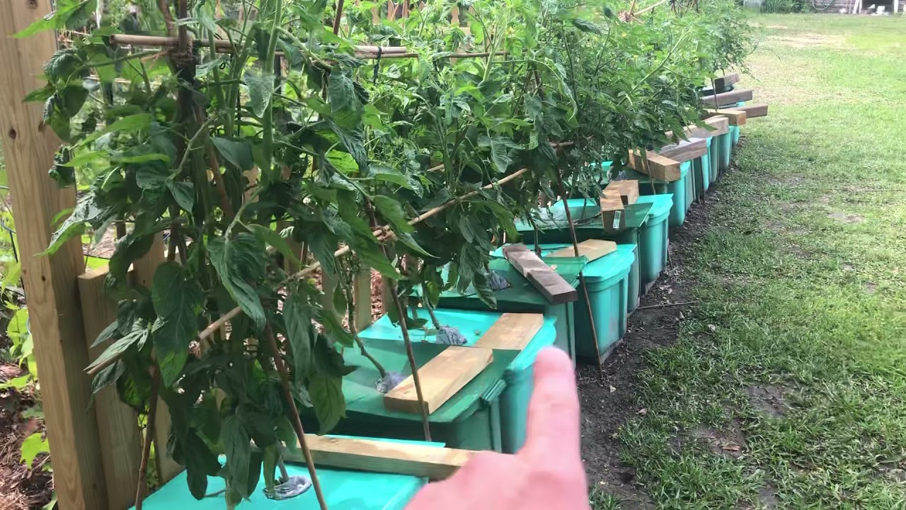 Kratky hydroponic tomatoes !!!