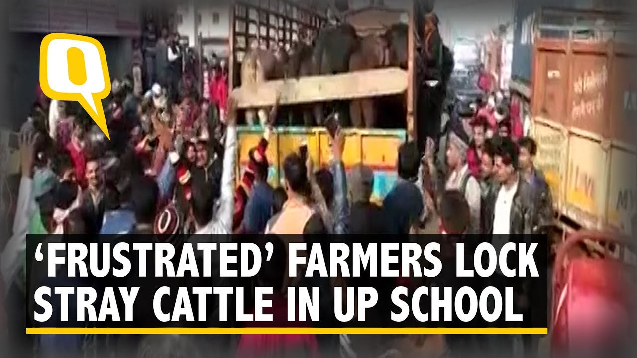 ‘Frustrated’ Farmers Lock Stray Cattle in Schools, Health Centres
