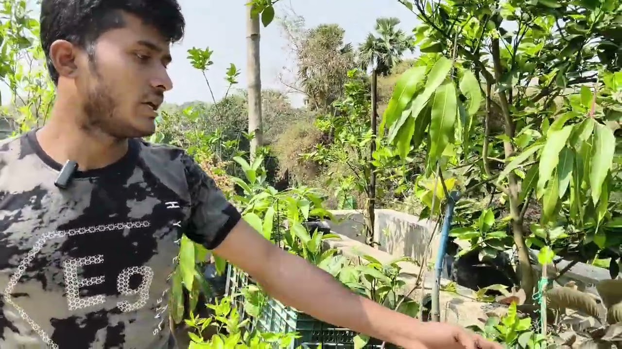 ছাদ বাগানে ফলের চাষ।গোপীনাথপুর গ্রামে।।#viral #ছাদবাগান @pushpo bithi 
