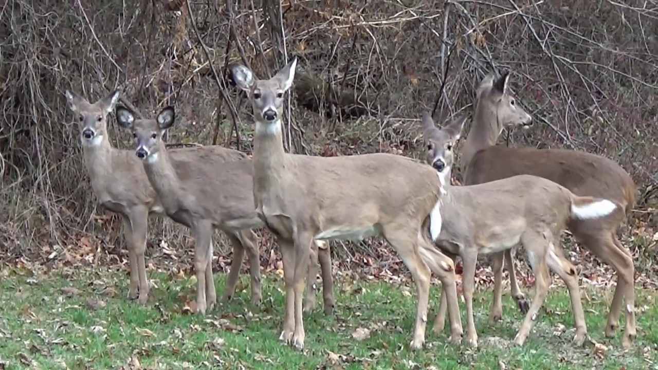 white-tail deer run up a hill