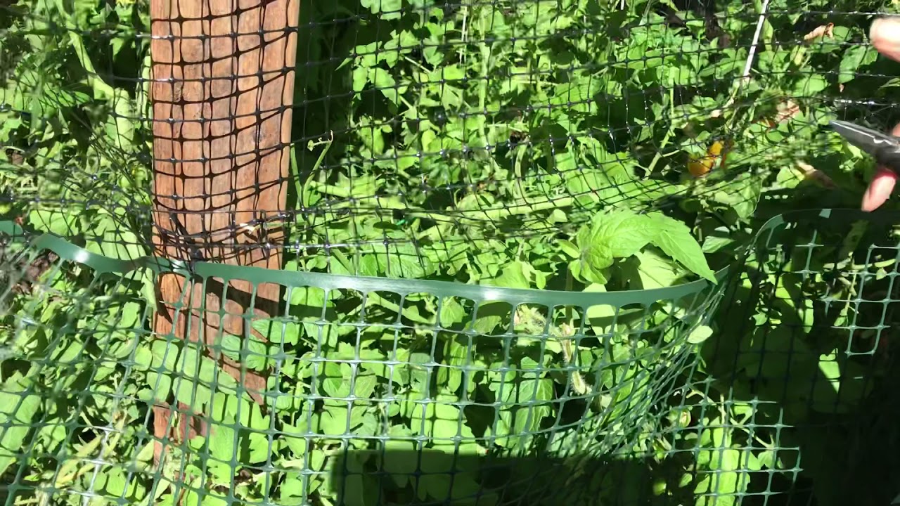 Black Karim Tomato View