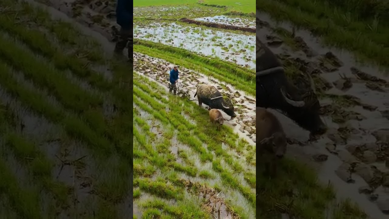 Relaxing Farm Sound 😊 #Shorts