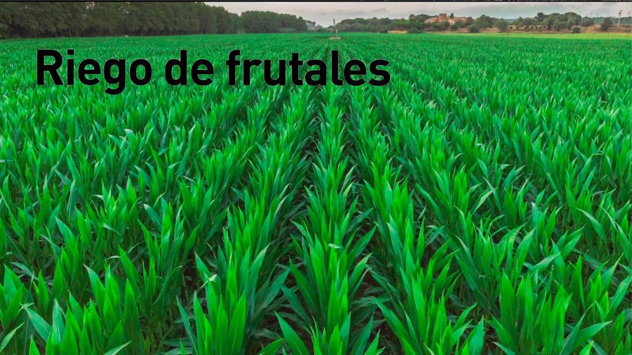 Riego de frutales