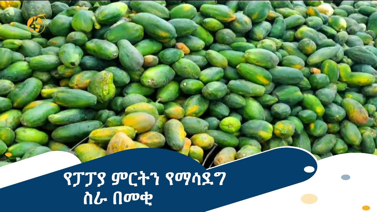 የፓፓያ ምርትን የማሳደግ ስራ በመቂ