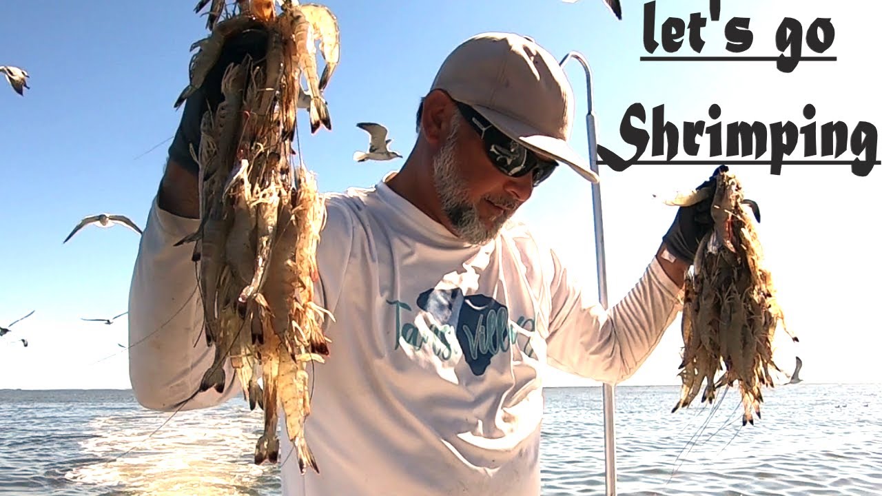 Hundreds of lbs. of SHRIMP trawling with a small boat