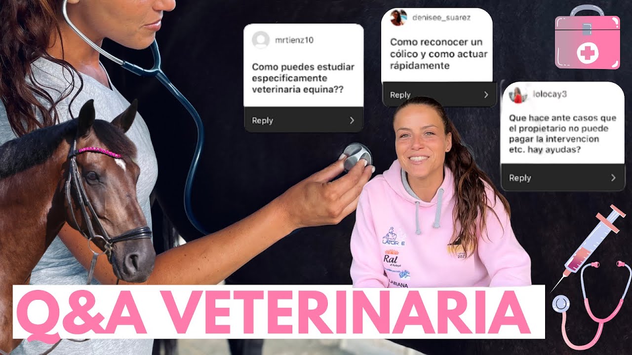 Q&A💭 con mi veterinaria equina🐴 – Todo lo que te gustaria preguntar💭