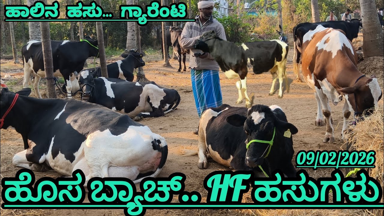 ಹೊಸ ಬ್ಯಾಚ್ ಹಸುಗಳು/ ಹಾಲಿನ ಹಸು ಗ್ಯಾರಂಟಿ ಇದೆ.