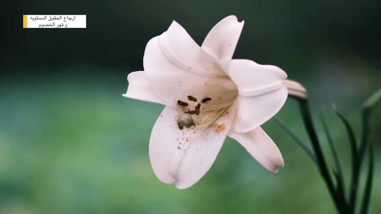لقهر الخصوم اللى اذؤكم فى حياتكم وارجاع الحقوق المسلوبه الفيديو دا كنز الكنوز لكل لبيب يفهم