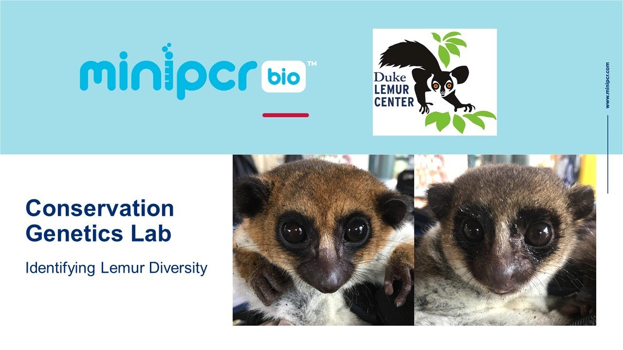 Conservation Genetics Lab: Identifying Lemur Diversity