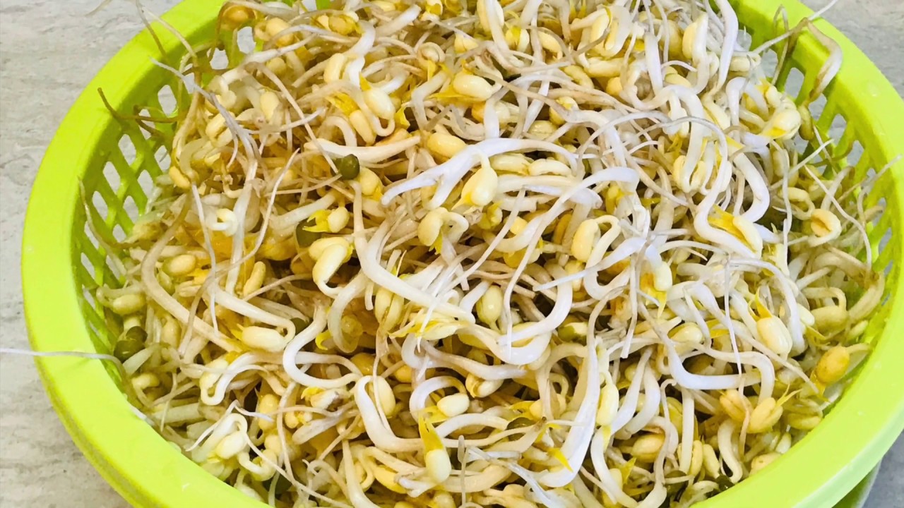 170 Khmer food.How to grow green beans  វិធីបន្តុះសណ្តែកខៀវ