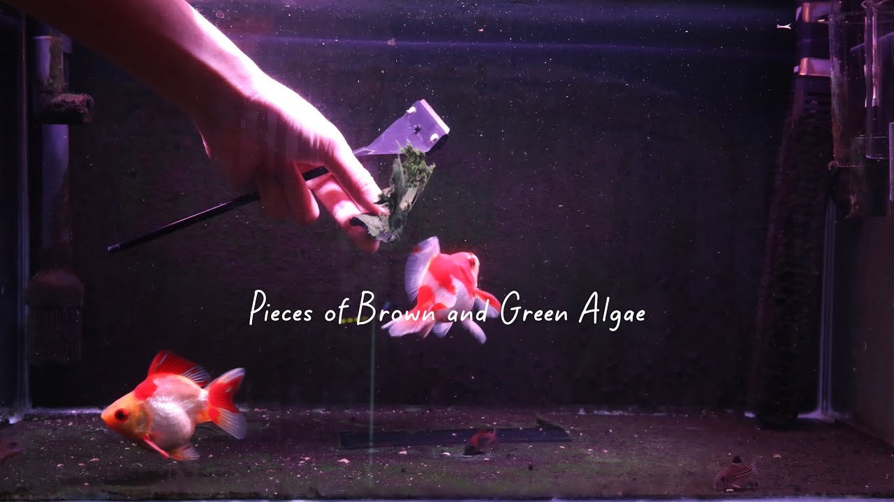 #1 Green Carpet Goldfish & Corydoras tank (Clean up tank)