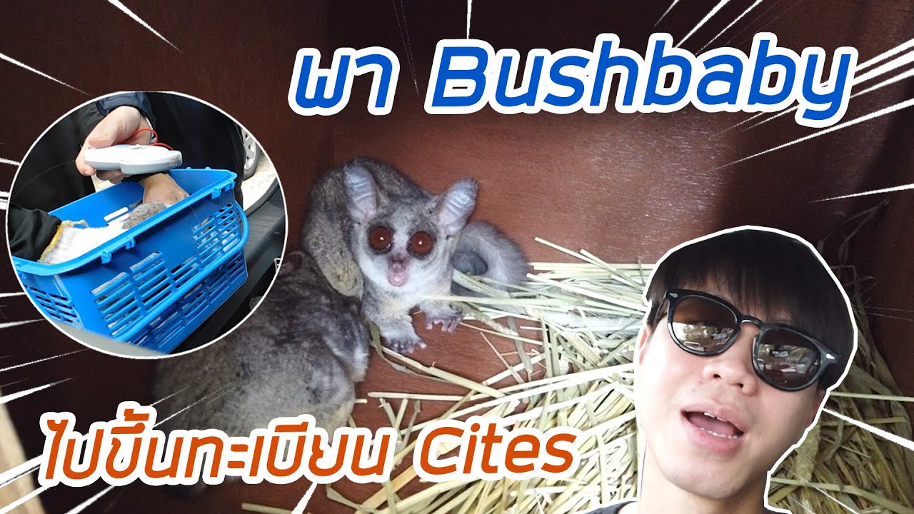 พา Bushbaby ลิงจิ๋วจากแอฟริกาไปกรมป่าไม้ ขึ้นทะเบียน Cites