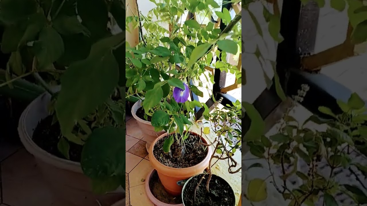 🌸🦋#beautiful #bluebellvine #butterflypea #Blue ternate #bluepea #peace #16October2022