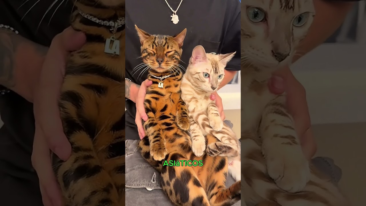 As 5 Ra&ccedil;as de Gatos Ex&oacute;ticos Mais Bonitas do Mundo #curiosidades #gatos #pets #animais