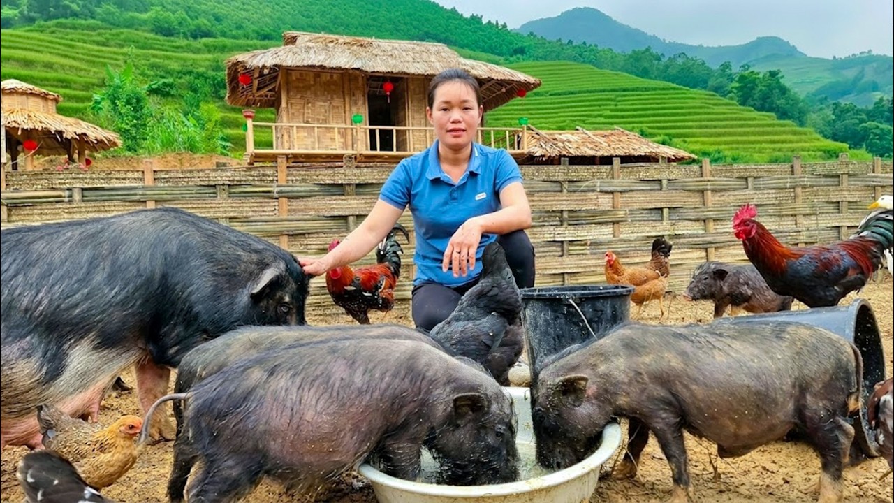 How I Built My Organic Farm: Feeding Wild Boars & Cooking Pig Feed | 90 Mins Movie