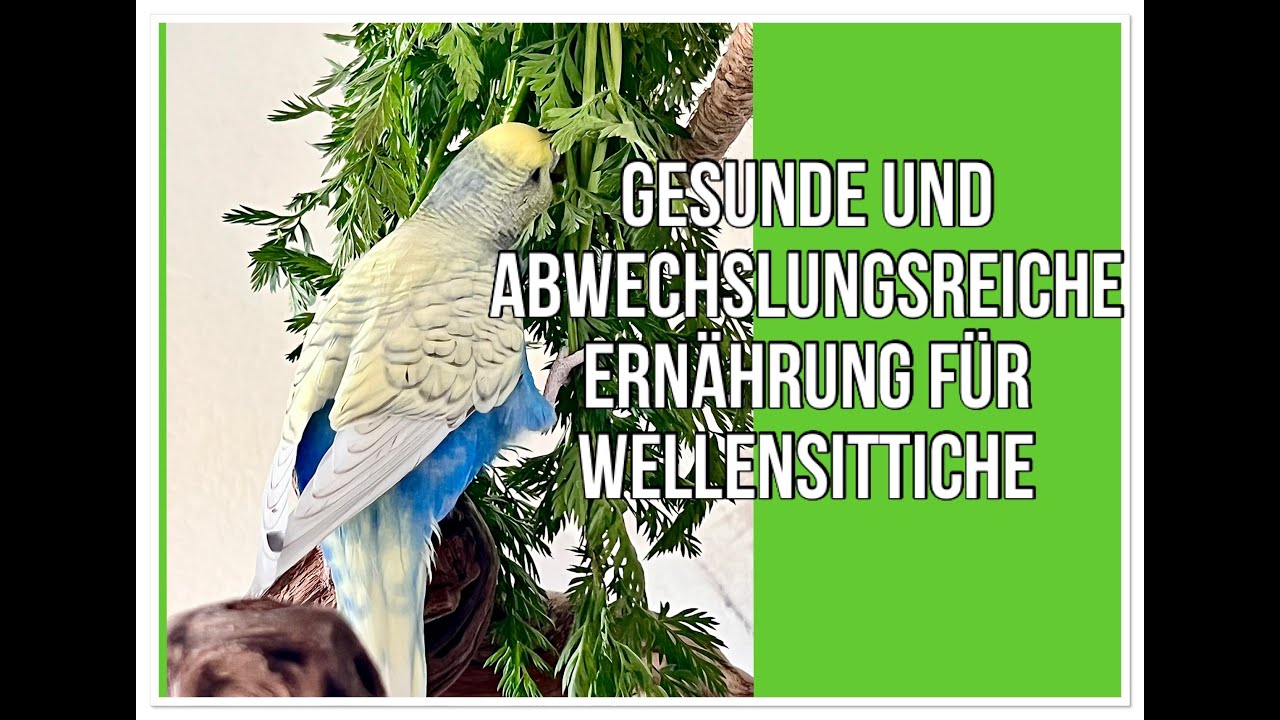 Gesundes für Wellensittiche