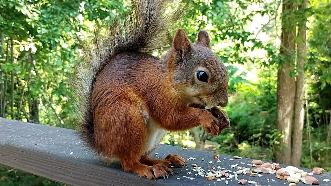Squirrel Eating Peanuts in the Backyard 