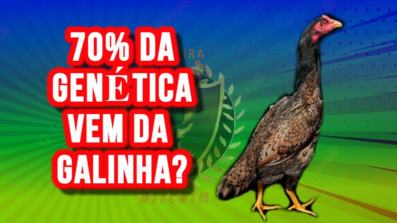 QUEM TRANSMITE MAIS A GENÉTICA? GALINHA OU O GALO ? (SEGREDO REVELADO)
