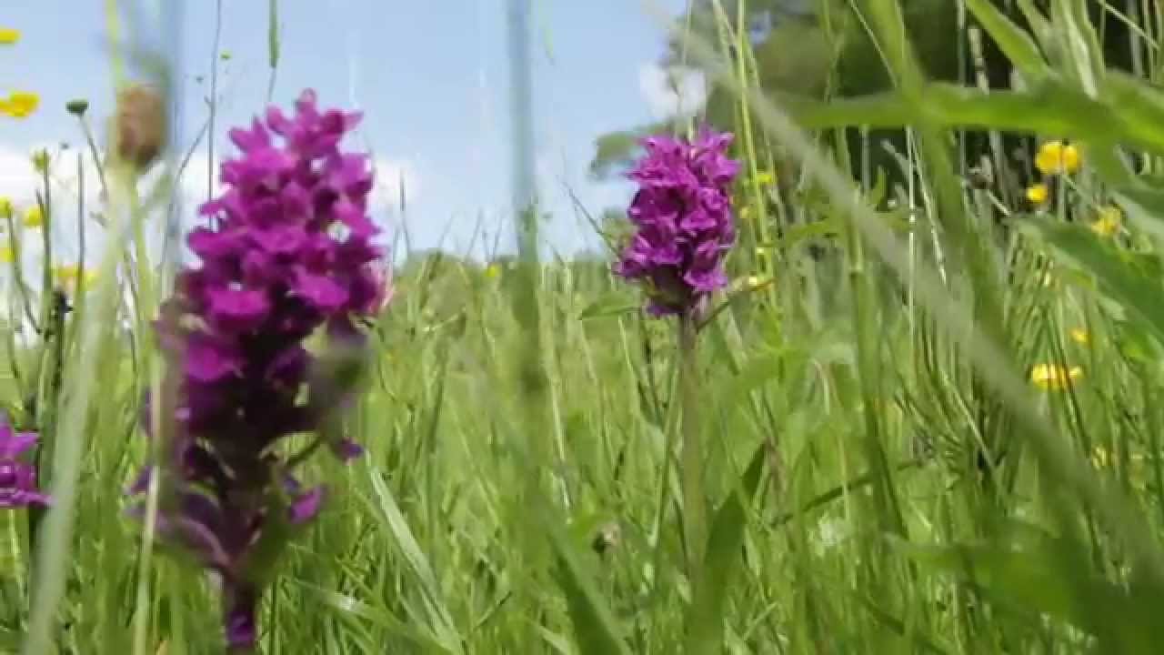 The Haymeadow Story - Northumberland National Park