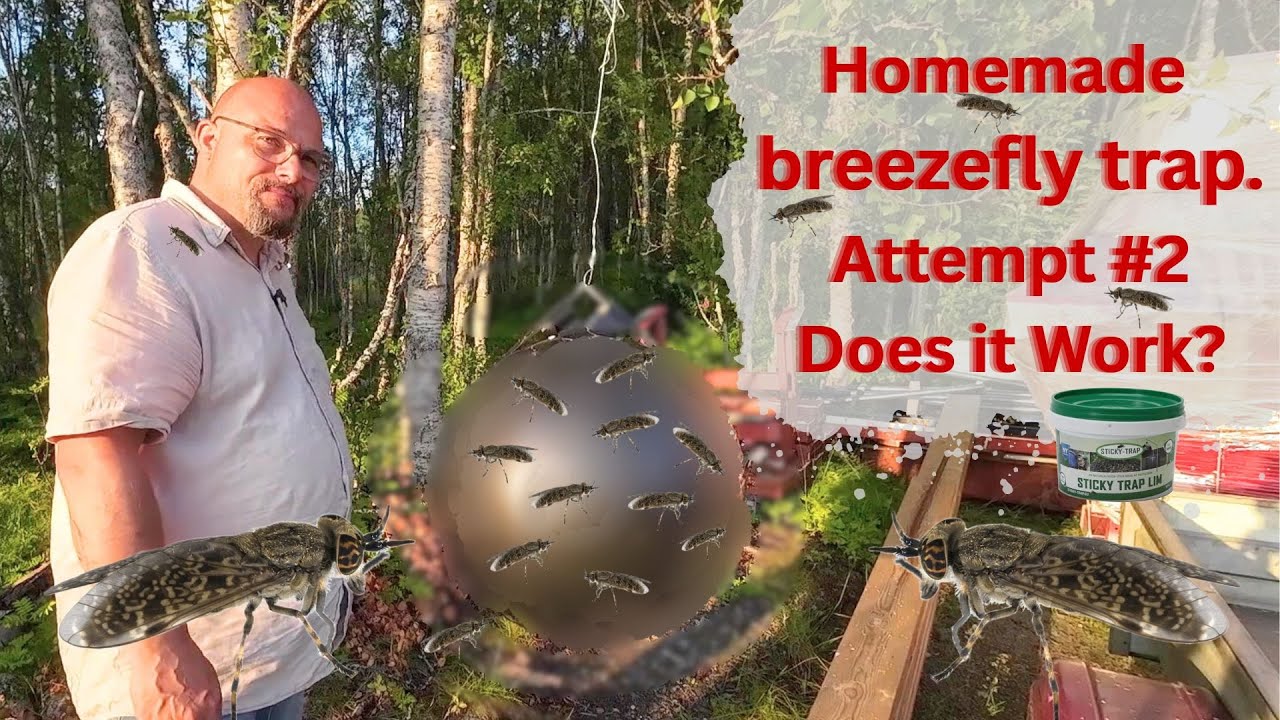 Breezefly Trap - A New Attempt - Does it work?