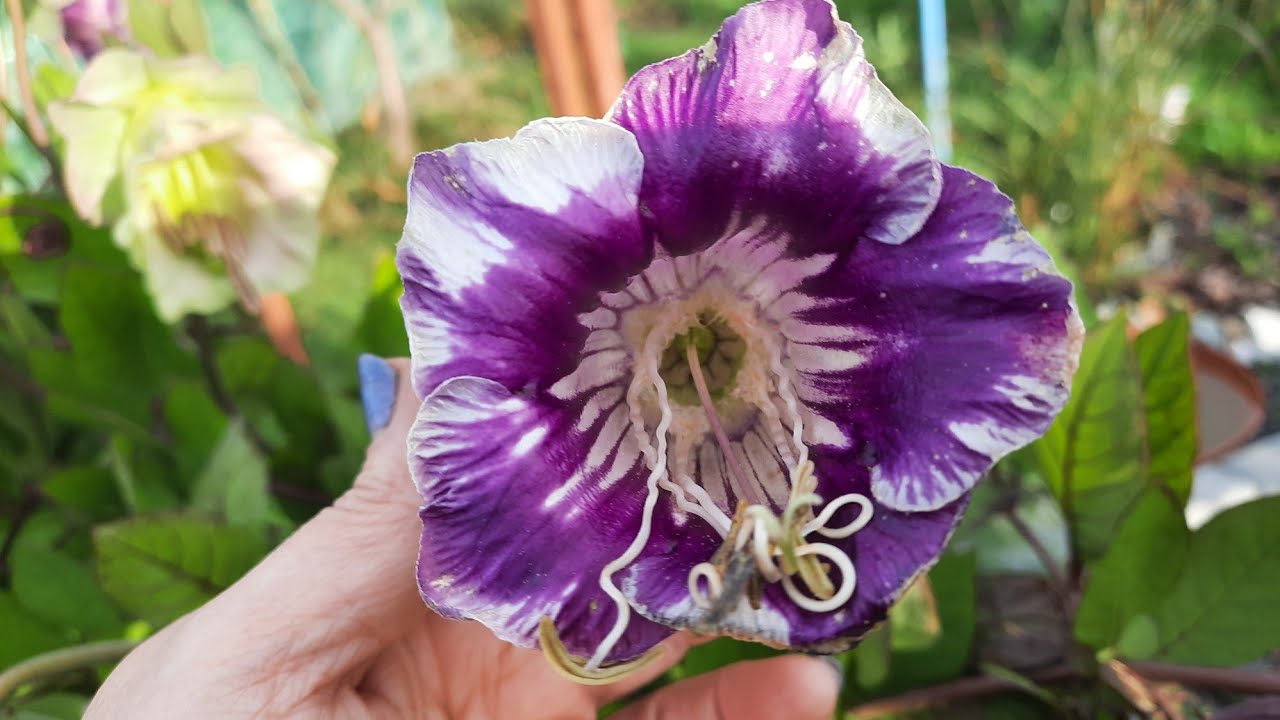 KOBEA W PAŹDZIERNIKU 🌱ORAZ OZIMA PIETRUSZKA KORZENIOWA CZY WARTO TERAZ POSIAĆ  #NASIONA NA TAŚMIE