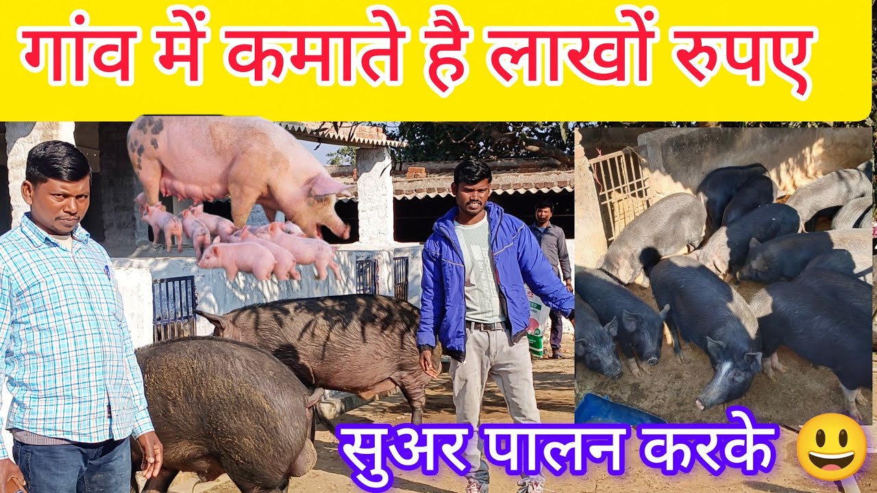सुअर पालकर दस लाख रुपए साल में ।। In one million rupees a year by raising pigs @gyantriblog1530 🐷