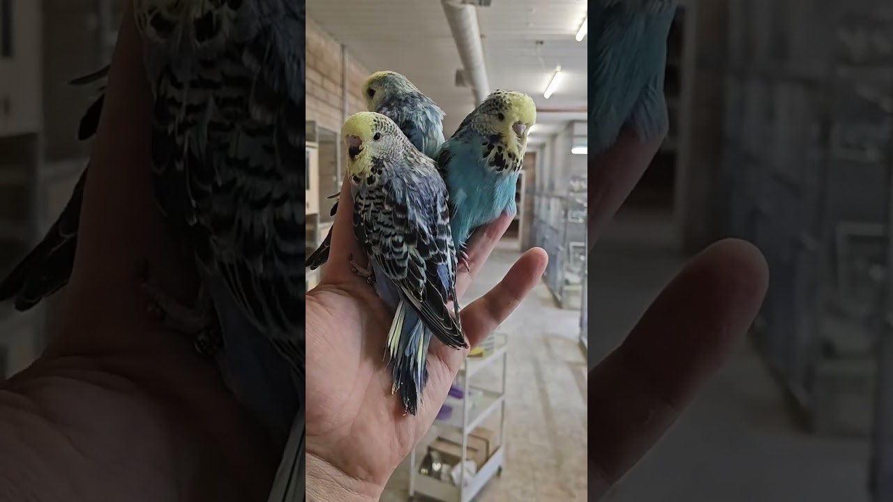 #budgies #birds #parrot #birdslover #Russia #выставочныеволнистыепопугаи #волнистыепопугаи #питомник
