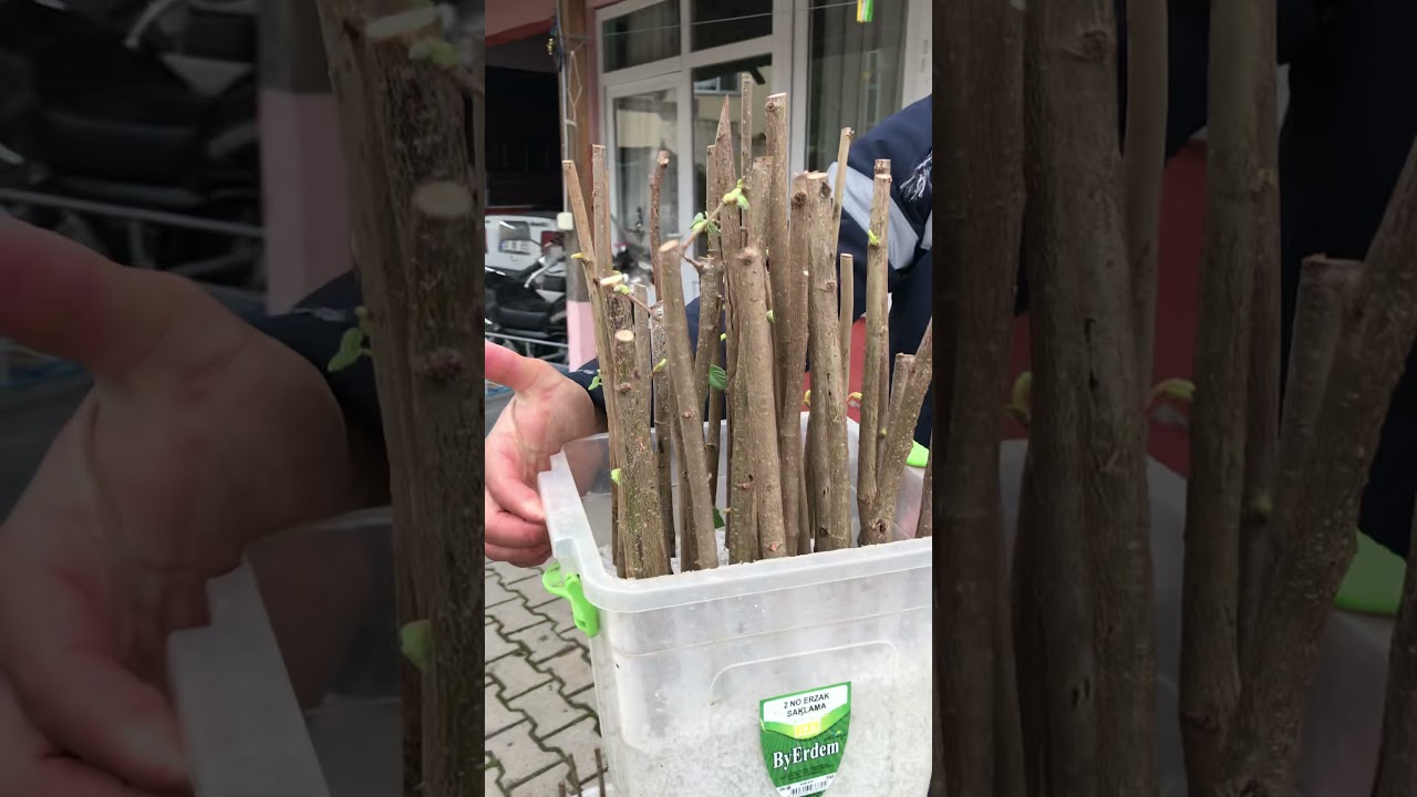 ÇELİK İLE HORMONAL KÖKLENDİRME (FINDIK,KİRAZ,DUT,KİVİ)