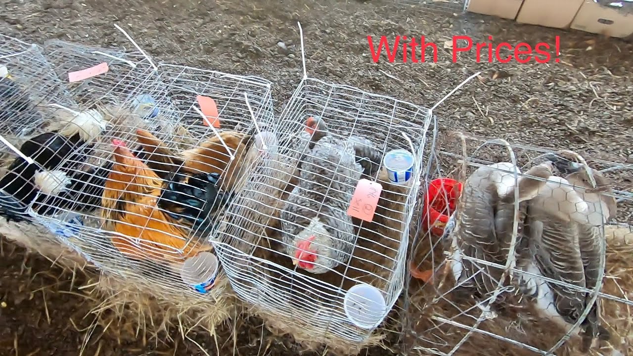 Аукцион животных амишей, часть 2!!! Сумасшедшие предложения!!!