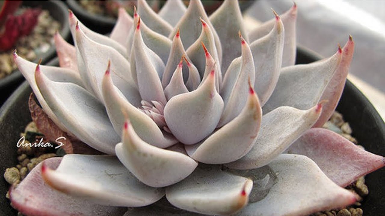 20 ESPÉCIES DE ECHEVERIAS PARA IDENTIFICAÇÃO