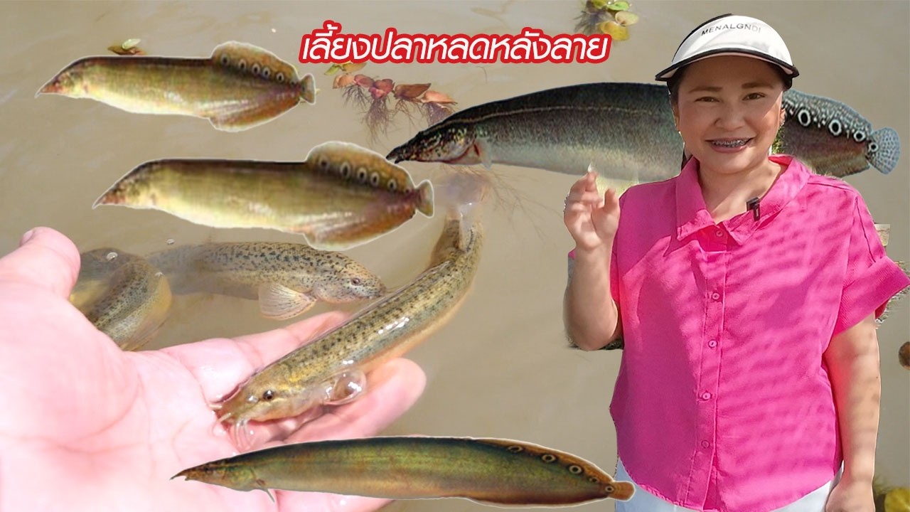 เลี้ยงปลาหลดหลังลาย