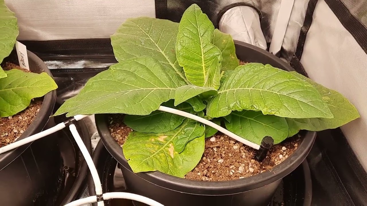 Growing Burley tobacco indoors.