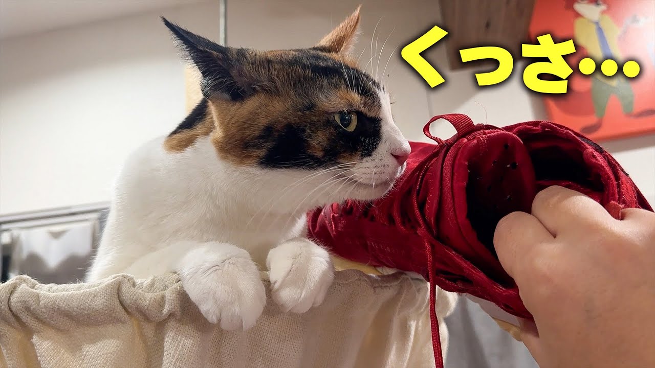 靴にかけられた猫のおしっこの匂いが消えません…