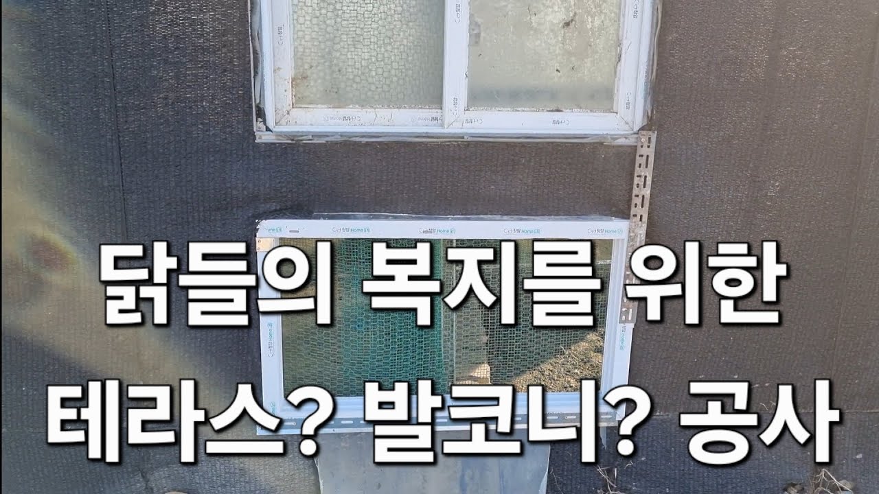 닭들의 복지를 위한 테라스공사가 맞겠네요